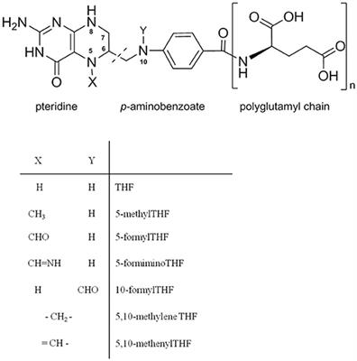 Optimized Extraction and Characterization of Folates From Date Palm Fruits and Their Tracking During Fruits Wine Fermentation